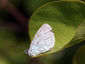 A. celastrina-ppc-2370.jpg