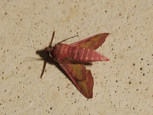 3259 Sphingidae, macroglossinae, Deilephila porcellus, Petit sphinx de la vigne 07.06.13 (2%).JPG