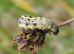 autre chenille verte sur plantain (2p%).JPG