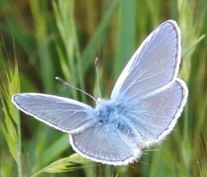 Polyommatus icarus azuré de la bugrane 2009.05.23 (7p%).JPG