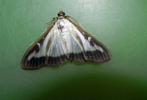 papillon.jpg