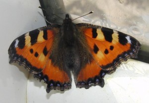 Aglais urticae 2009.06.04 (134p%).JPG