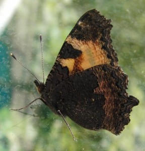 Aglais urticae 2009.06.04 (103P%.JPG