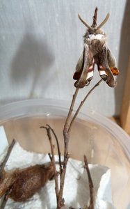 Petit paon de nuit Saturnia pavonia (6).JPG
