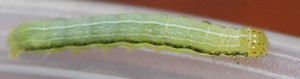 Orthosia gothica.jpg