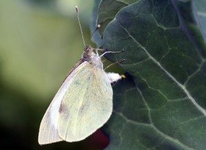 Pieris brassicae F.-2057ppc.jpg