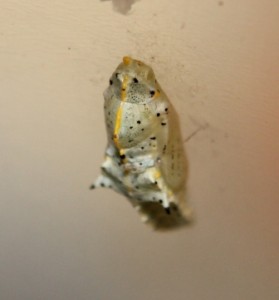 Pieris_brassicae [Oxelaëre].JPG