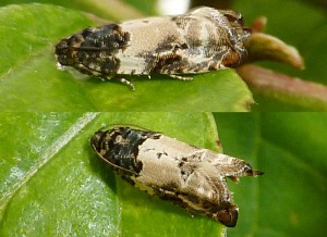 Tortricidae - Notocelia roborana.JPG