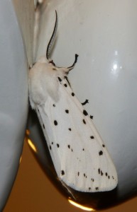 Écaille de la menthe ou tigrée Spilosoma lubricipeda (2).JPG