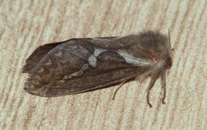 Louvette ou Petite hépiale du houblon  Korscheltellus lupulinus.JPG