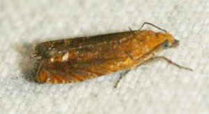 2344_Lathronympha_strigana_ile_de_la_Chevre_2011.06.02_1p_.jpg