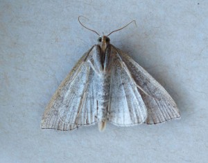 Erebidae Herminiinae Herminia grisealis b.jpg