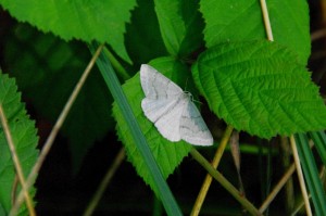 Pseudoptera pruinata-ROTH8645 - Copie.JPG