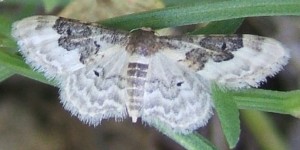 3611 Geometridae, sterrhinae, Idaea vulpinaria = rusticata, Phalène rustique 07.07.15 (1p).JPG
