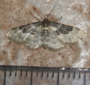 3611 Geometridae, sterrhinae, Idaea vulpinaria = rusticata, Phalène rustique 07.07.19 (7p).JPG