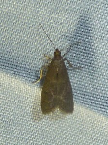 Eccopisa effractella 2878 Lissieu 06 09 2014 118 - reduced.JPG