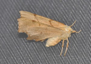 Geometridae Ennominae Ennomos Fuscantaria, Ennomos du Frêne, Dusky Thorn, Mortagne sg-3, 15.06.2014 Ron & Hazel West.JPG