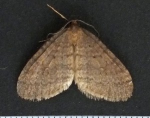 Operophtera brumata a.jpg