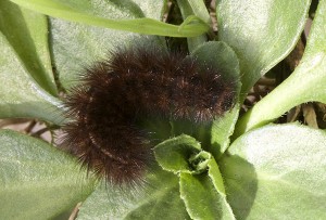 Spilosoma lubricipeda-0348.jpg