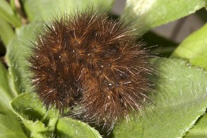 Spilosoma lubricipeda-0344.jpg