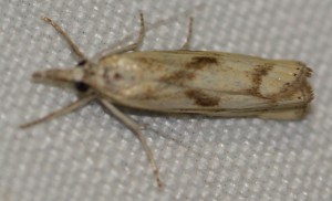 2967... Agriphila brioniellus... 2012.08.10 (1p).jpg