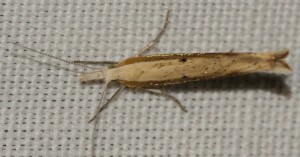 0599 Ypsolopha nemorella 2012.06.20 (5p).jpg