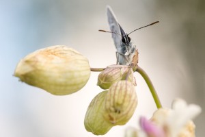 Argus bleu-nacré-6-1.jpg