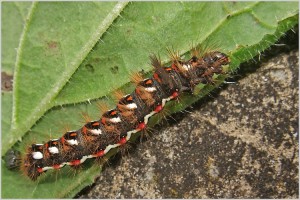 Chenille de Viminia rumicis.jpg