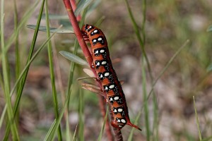 Hyles euphorbiae-1360ppc_DxO.jpg