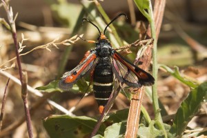 Pyropteron chrysidiformis-1399ppc.jpg