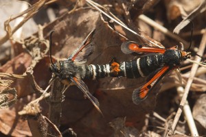 Pyropteron chrysidiformis-1398ppc.jpg