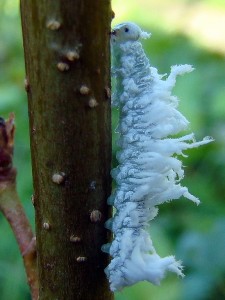 larve hymenoptère (la tenthrède laineuse) (2).jpg