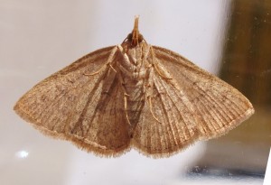 Paracolax tristalis b.jpg