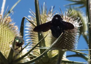 Xylocopa violacea-Cetonia aurata.jpg