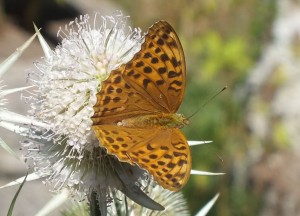 Argynnis paphia b.jpg