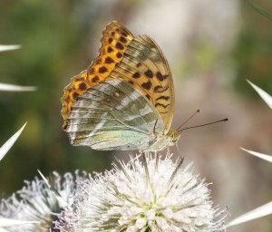 Argynnis paphia a.jpg