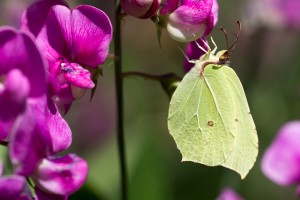 Gonepteryx rhamni (1 sur 1).jpg