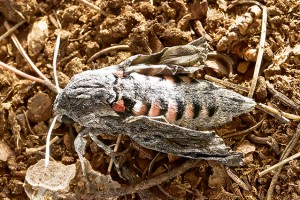 Malformation Sphinx du liseronppc -1955_DxO.jpg