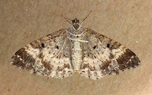 Epirrhoe alternata b.jpg