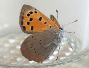 Lycaena phlaeas a.jpg