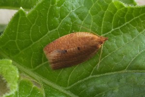 Clepsis consimilana.jpg