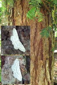 Idaea seriata.jpg