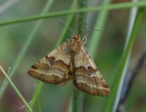 Noctuelle du Dartrier ou Orangée Synthymia fixa Saint Geniès des Mourgues (1).jpg