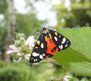 Callimorpha dominula b.jpg