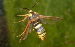 Sesiidae - Sesia apiformis - Ec - 22-06-2016-redim850.JPG