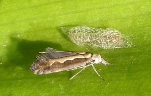 Plutellidae - Plutella xylostella 2 - 15-07-2016-redim600.JPG