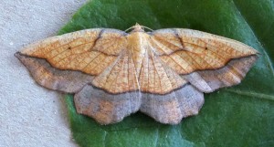 Epione repandaria a.jpg