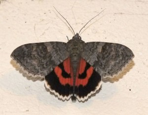 Catocala elocata d.jpg