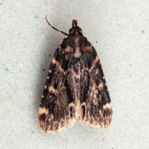 Aglossa caprealis b.jpg