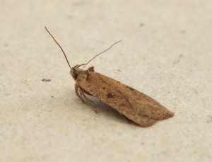 Agonopterix scopariella c.jpg